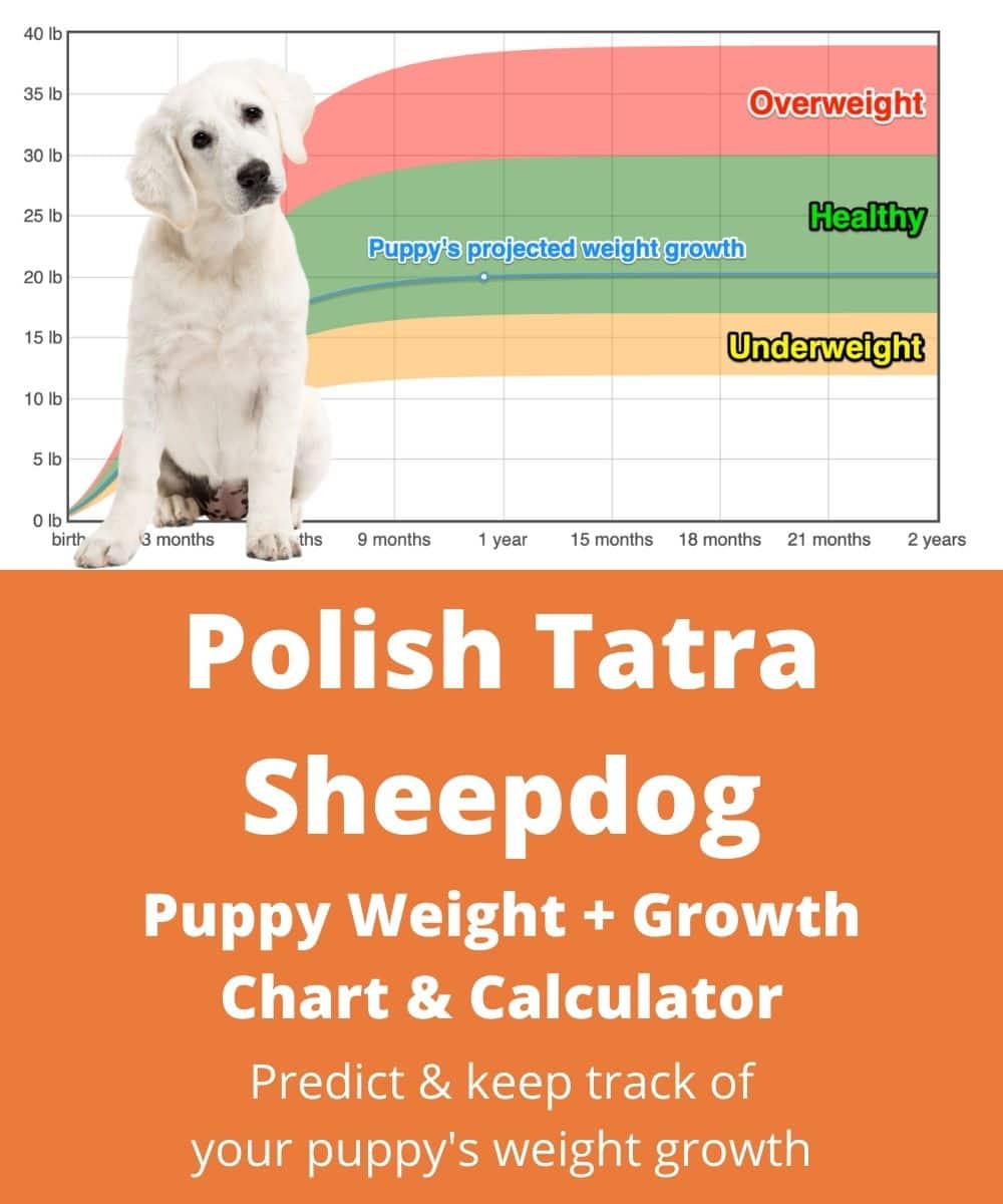 polish-tatra-sheepdog Puppy Weight Growth Chart